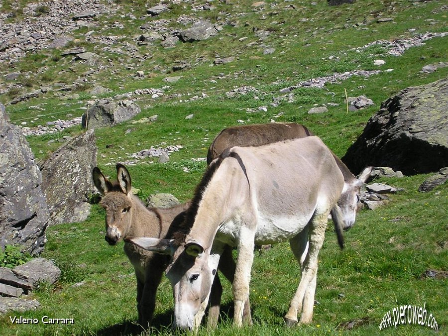 (5) Ci sono anche gli asini.jpg